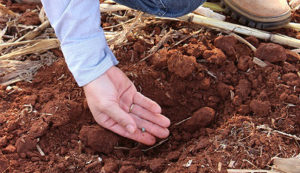Variedades tardias são mais recomendadas para quem deixou para plantar mais tarde