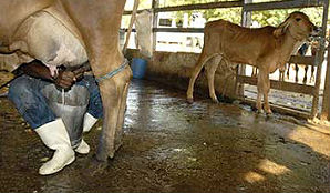 Governo, Indústria e produtores discutem o que fazer para alavancar o setor 