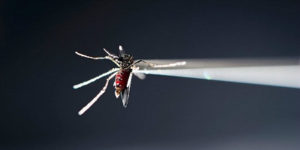 O mosquito Aedes aegypti, que transmite a zika, a febre amarela e a chikungunya, também pode ser um vetor da febre mayaro