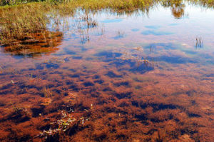 Uma das nascentes que fica no APA do Guariroba (Foto: Anderson Viegas/Do Agrodebate)
