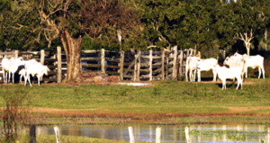 A homeopatia como alternativa para o avanço na produtividade nas fazenda