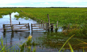 Propriedade alagada durante ciclo de cheia do Pantanal em MS (Foto: Nicoli Dichoff/Embrapa Pantanal)