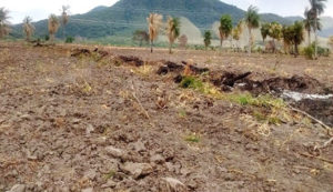 Incêndio atingiu a vegetação equivalente a 22 hectares 