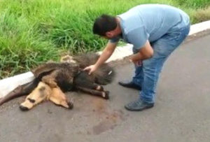 Animais estavam feridos e foram levados para o Cras, em Campo Grande - Foto: Divulgação/Nova Notícias