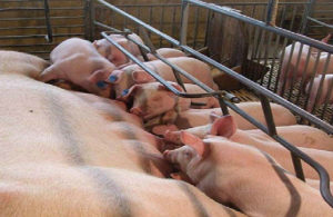 Principal item na composição dos ICPSuíno (78,85% do preço), a nutrição dos animais recuou 3,09% em outubro.