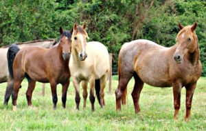 Cerca de 422 mil equídeos (cavalos, mulas, jumentos, burros e pôneis estão cadastrados no Iagro