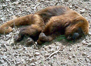 Em Aparecida do Taboado, macacos foram encontrados mortos