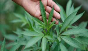 Feito com Cannabis sativa, ele será usado para tratar rigidez excessiva dos músculos em pacientes com esclerose múltipla