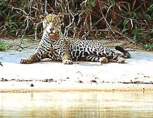 Ativistas de proteção aos animais defendem que projeto de lei de Valdir Colatto (PMDB-SC) é um 'retrocesso'