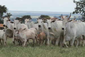 Programa muda a rotina de produtores rurais que buscam rentabilidade