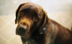 Falta de informação pode levar ao sacrifício de cães com leishmaniose visceral canina