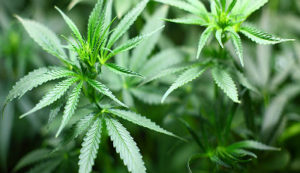 Luís Roberto Barroso defendeu a legalização da maconha - seja produção, distribuição ou consumo