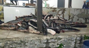 Peixes eram comercializados na região do Pantanal