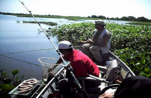 Devem ser obedecidas às medidas mínimas de pescado permitidas no MS