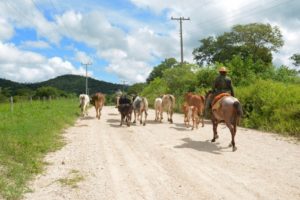 Agropecuária foi dos destaques da economia local (Foto: Renê Marcio Carneiro)